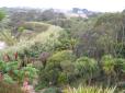  plantes de pays lointains